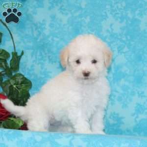 Pickle, Maltipoo Puppy